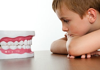 child looks at teeth diagram